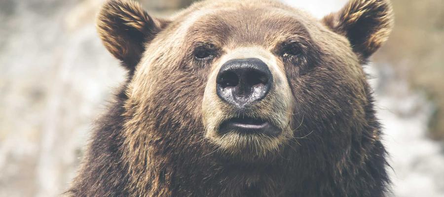 Nướng bánh mì tại nhà 2026