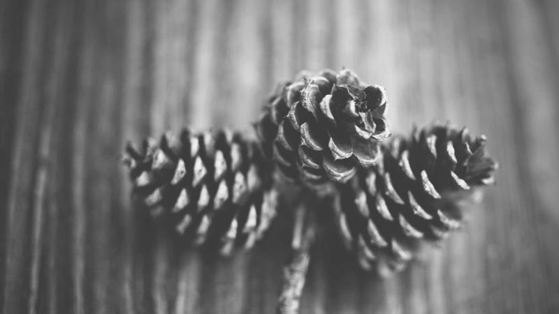 Cận cảnh rãnh đĩa than