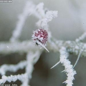 Trà Kỷ Tử Đỏ