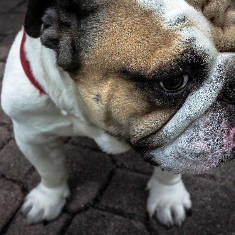 Thắt Lưng Da Bò Khóa Kim 3