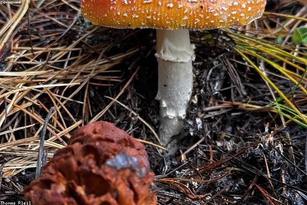 Cận cảnh ngọc trai