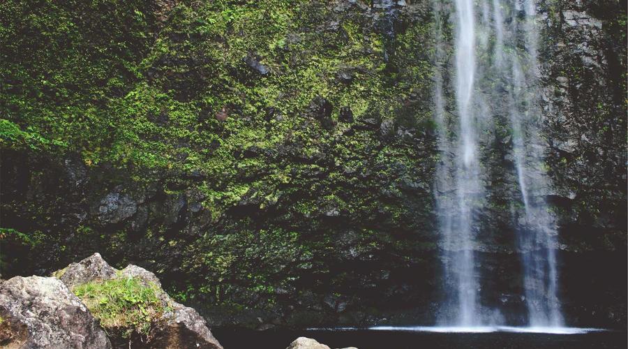 Tạo kiểu tóc cho cún