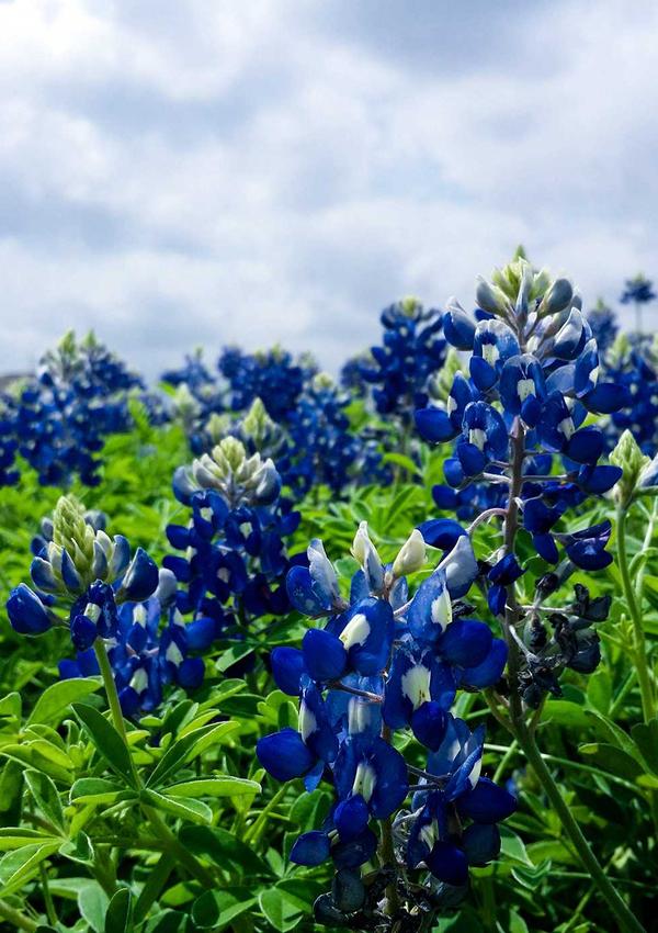 Perfume Project Fleur de France