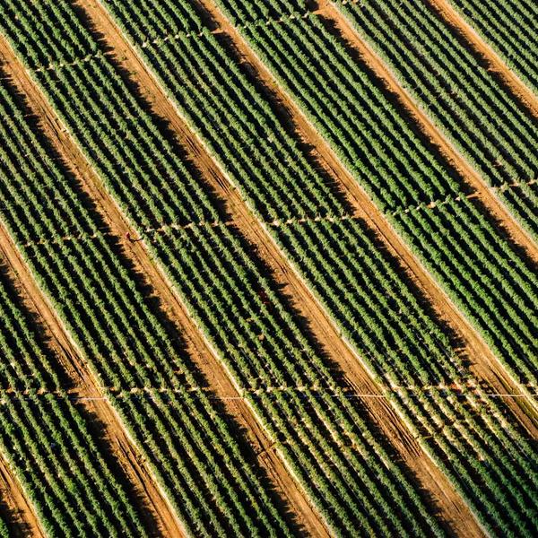 Công thức Eat Clean với bột dế