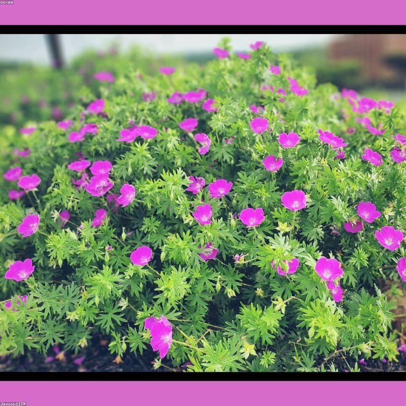 Khung Ảnh Gỗ Thông Tự Nhiên Rustic