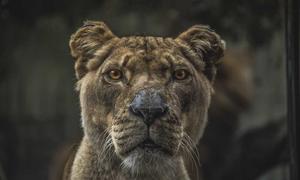 Richard Mille Sponsorship