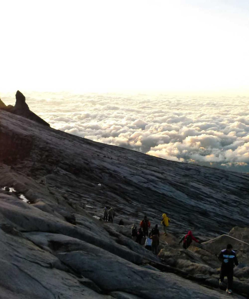 Cây mía nguồn nguyên liệu