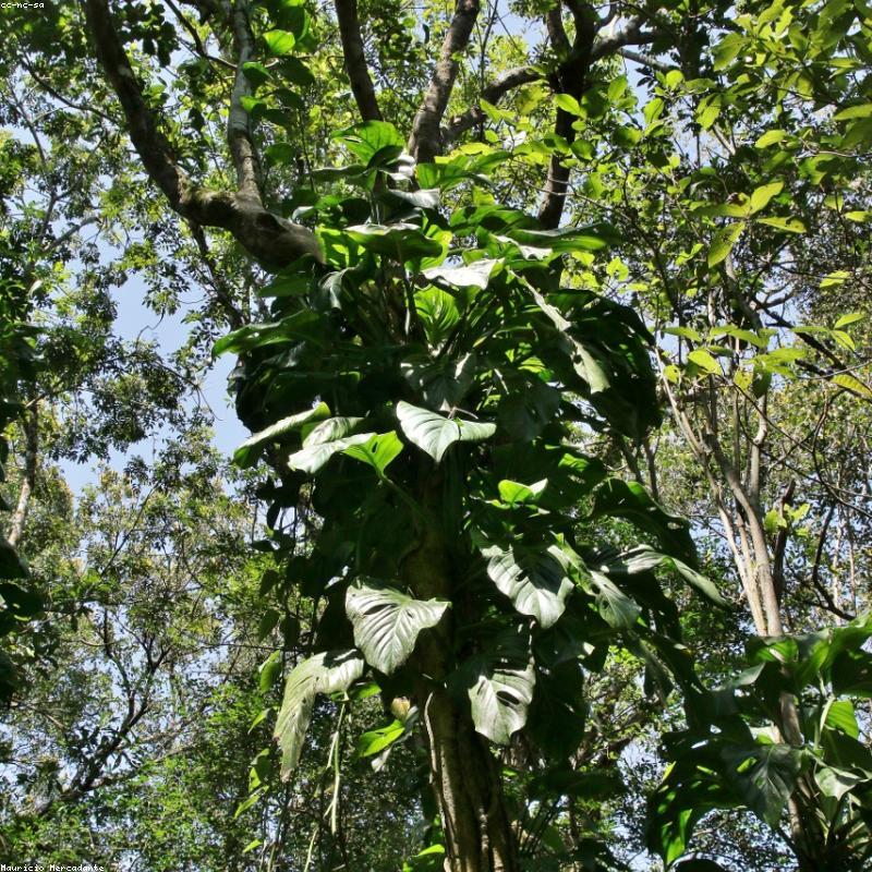 Cây Monstera Adansonii (Trầu Bà Lỗ)