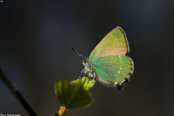 WoodCraft Desk Shelf Detail