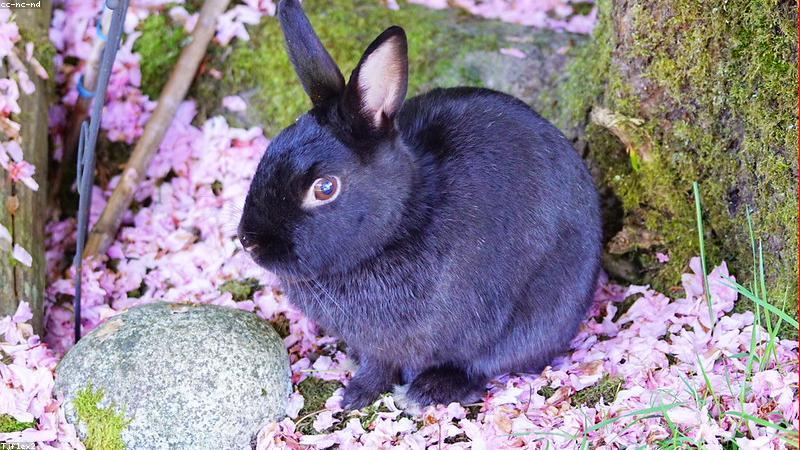 Con vật bằng đất sét