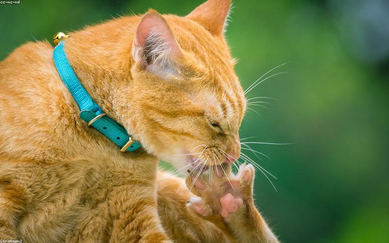 Dụng cụ tắm cho mèo