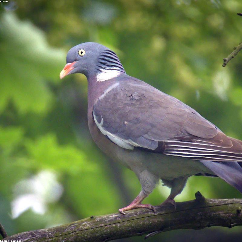 Bình Sữa Pigeon Thần Thánh Cổ Rộng