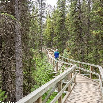 Mật ong hoa rừng