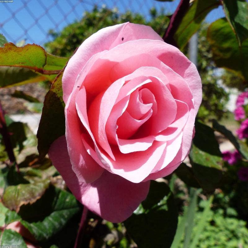 Dior Sauvage Eau de Parfum