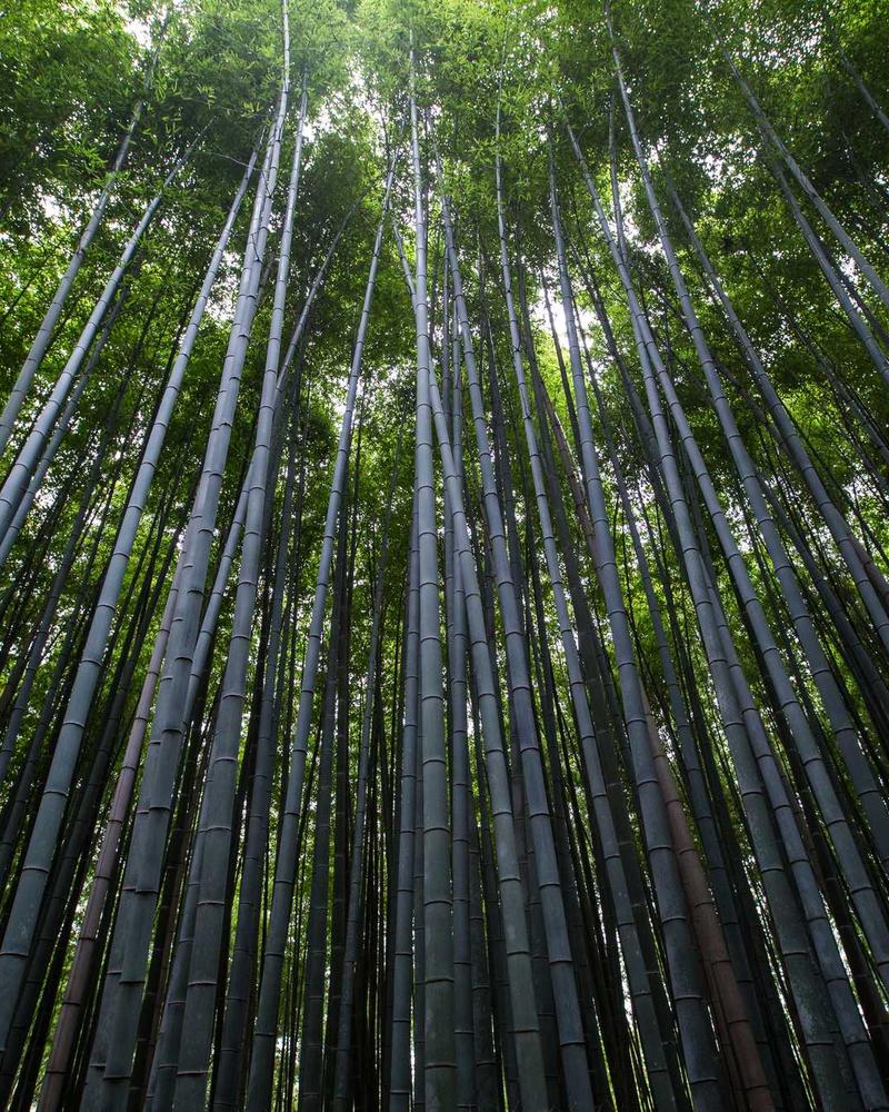 Mobihome Săn Mây Tà Xùa 2026