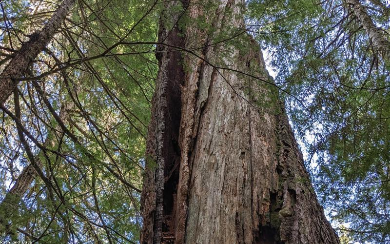 Nghệ nhân tạo hình bóng bay