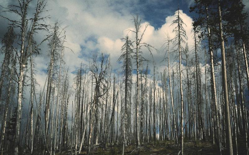 Nội thất phi cơ hạng sang 2026