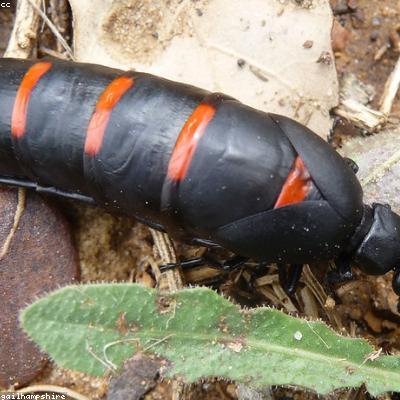 Tinh dầu dưỡng tóc chuyên sâu