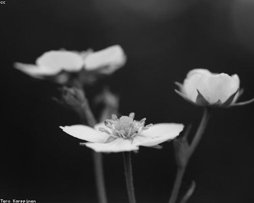 Chi tiết túi Wiwu