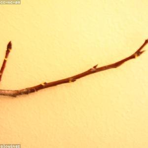 Kính hiển vi soi nổi