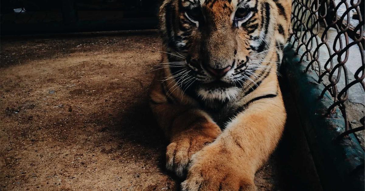 Hướng dẫn số hóa quy trình chấm công AI và tính lương tự động cho SME