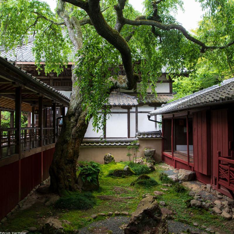 Sáp Ong Rừng Nguyên Tổ