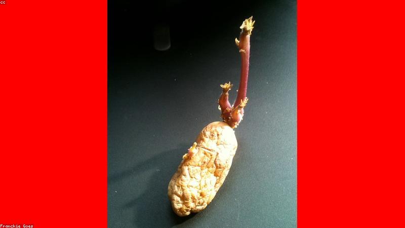 Future of Startup Web