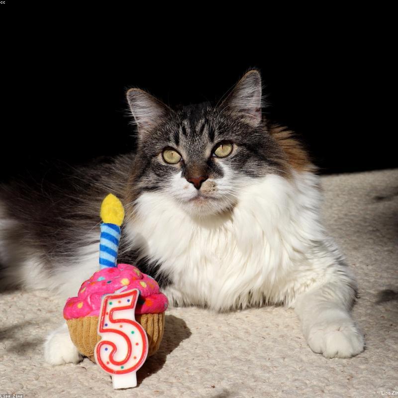 Chuột Robot Lập Trình Maze Walker