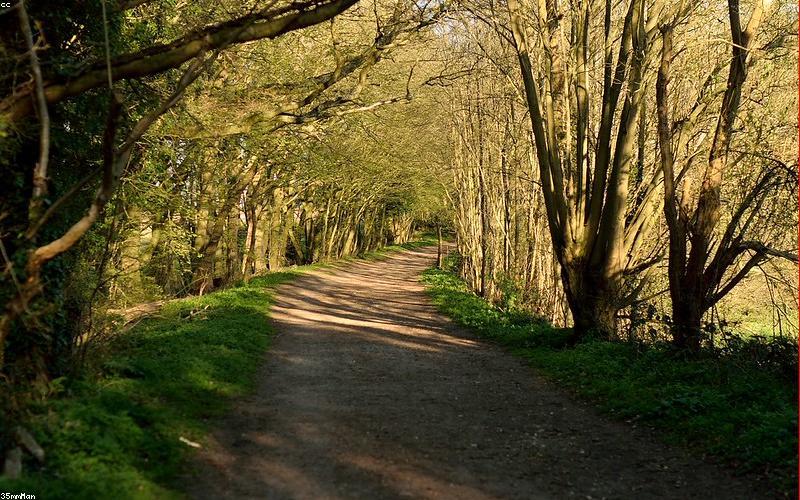 Bình hoa tươi trang trí trong nhà