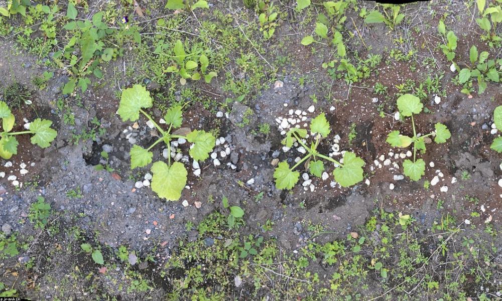 Ánh sáng tự nhiên cho cây cảnh