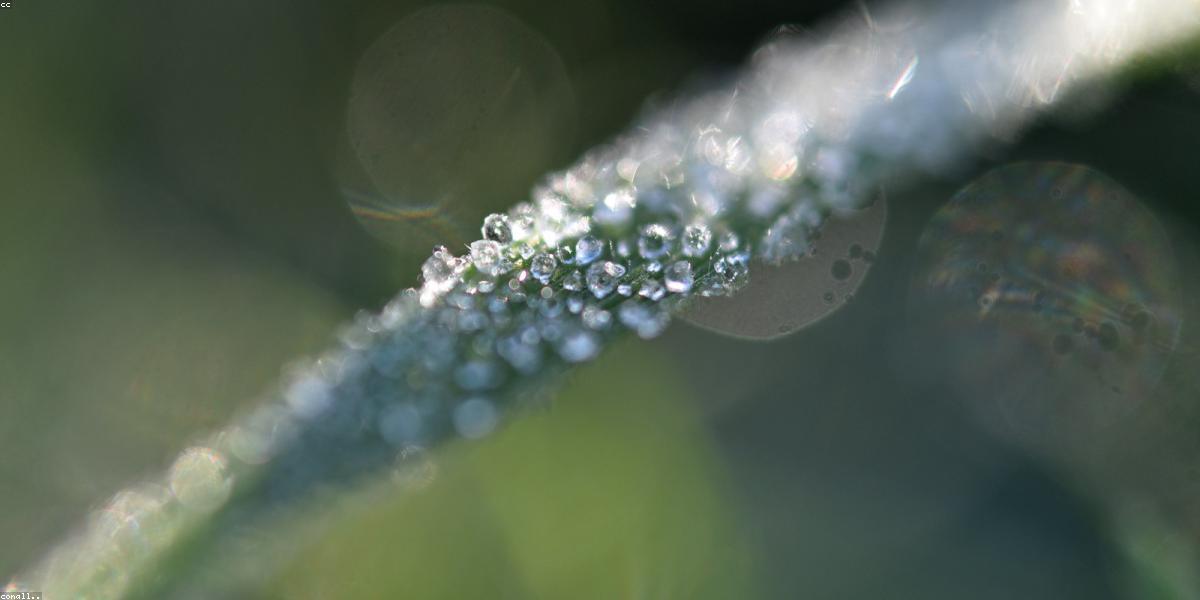 Chiết xuất thảo dược tinh khiết