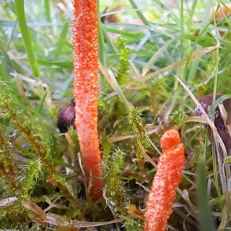 Đông Trùng Hạ Thảo Sấy Thăng Hoa