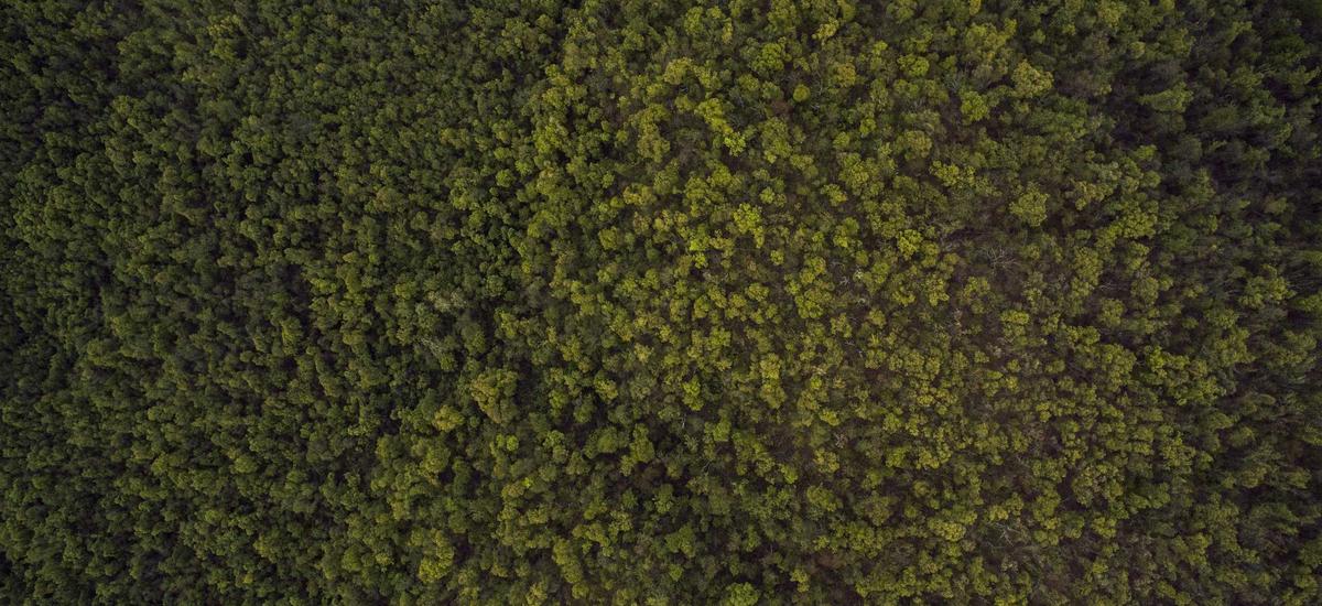 Chiến lược thu hút vốn ngoại Ngô Phương Thanh