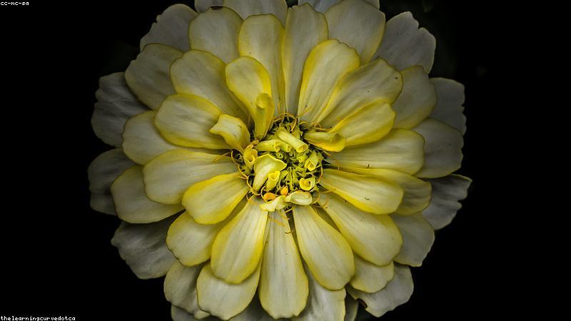 Mô hình Aquaponics đô thị hiện đại