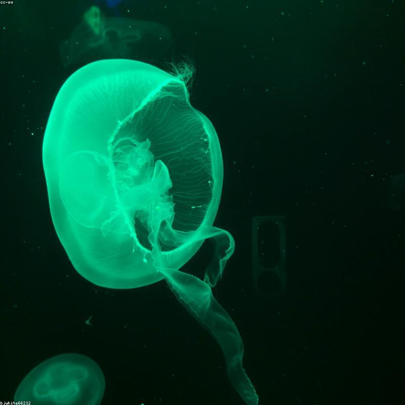 Sữa Ong Chúa Tươi Nguyên Chất