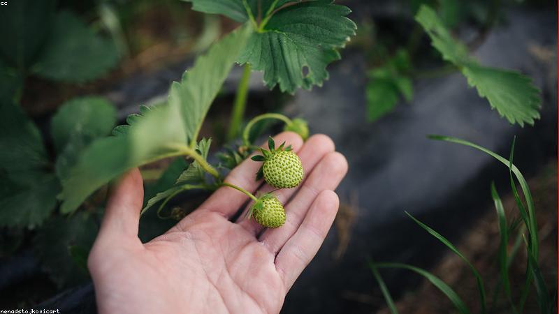 Cảm quan thực phẩm hữu cơ