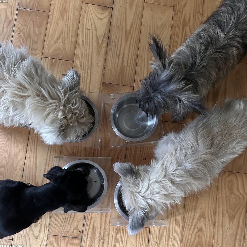 Bộ Sticker Chó Corgi Dễ Thương 50 Miếng