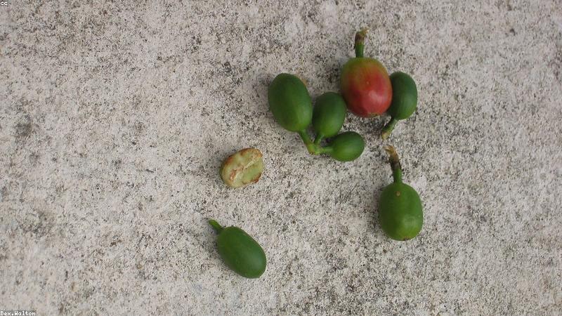 Nông trại cà phê bền vững