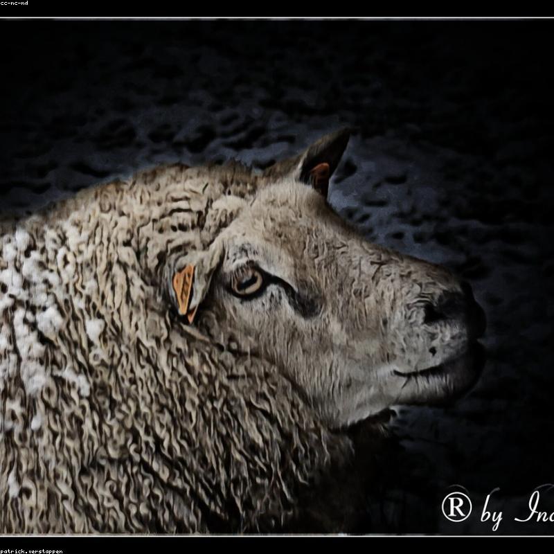 Táo Envy New Zealand Organic