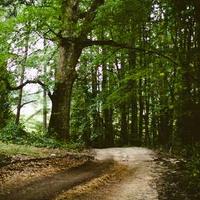 Găng tay sưu tầm card