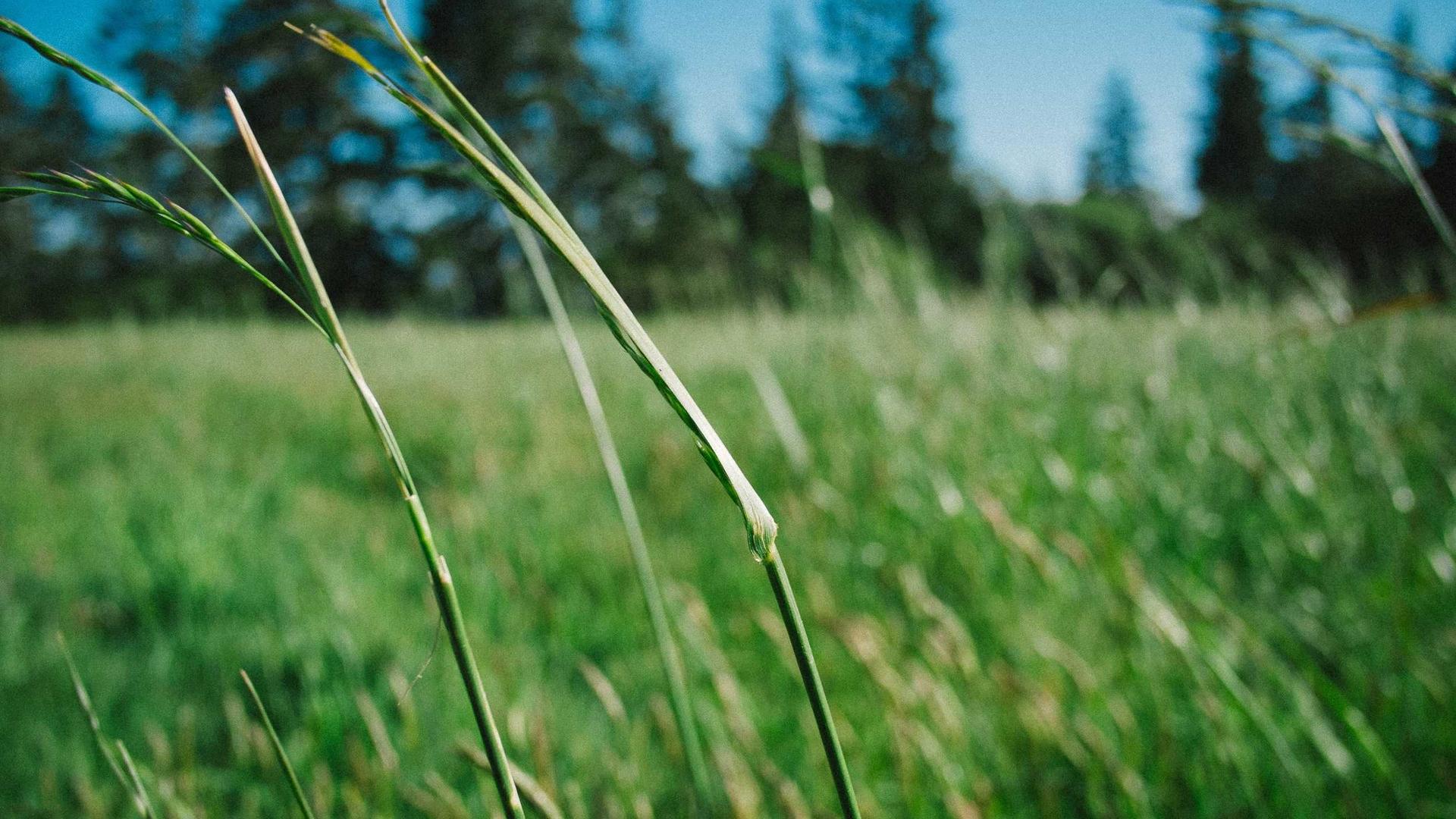 Nền nghệ thuật thảo dược