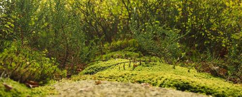 Tinh dầu cao cấp 2026