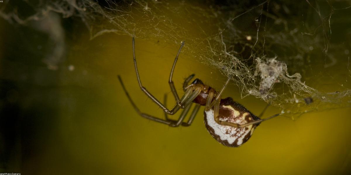 AI Web Design Technology