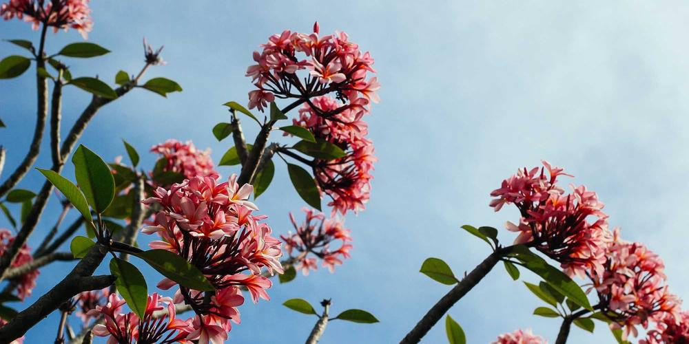 Phi công trẻ và sự nghiệp tương lai