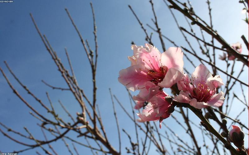 Hoa màu hồng cam đào Peach Fuzz