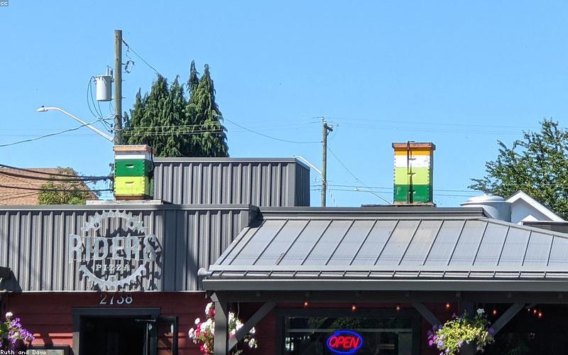 Tổ ong rừng tự nhiên