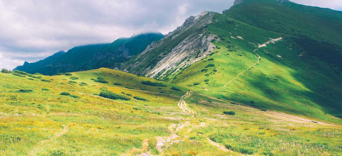 Real-time ROI wellness tracking dashboard