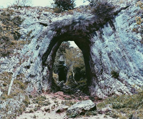 Bichon Nhuộm lông