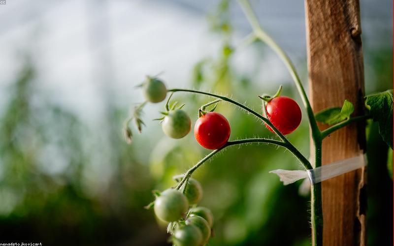 Chăm sóc cây cảnh chuyên nghiệp tại nhà