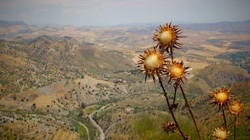 ZK-Proof Visualization 2026